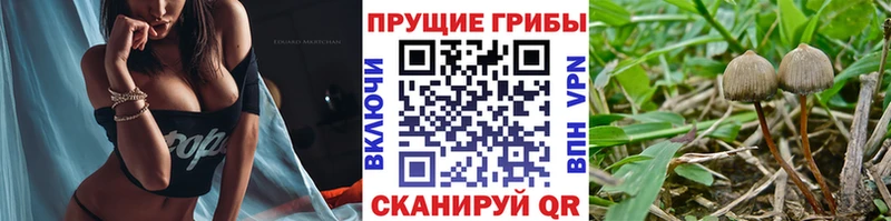 ОМГ ОМГ вход  Торопец  Псилоцибиновые грибы мицелий 